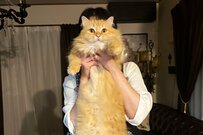 「さぁ吸いなさい！」汁物を忘れていた妻…お吸い物猫に6万バズ