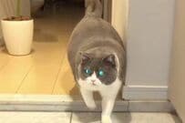 【返事する猫】飼い主の呼びかけに何度も応える姿が話題 　「やり取りに癒されます」