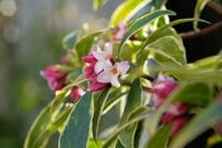 ほぼ手入れ不要！今が植えどきの「常緑低木」厳選3種。1本で玄関先が一年中おしゃれ空間に