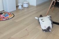 【天才猫爆誕】なぜかおもちゃが動かない…　頭を使った「まさかの行動」が大きな話題に