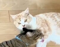 【検証】「猫の前でツナ缶を積み上げたら？」→予想もしない結果に思わず笑ってしまう