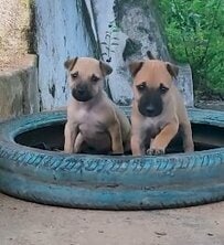 生後4週間で捨てられた子犬→深刻な状態から回復　2匹の感動の展開に「嬉しい」「美しいエンディング」