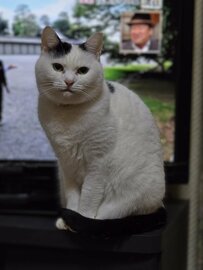 冬毛になった猫を「半年前」と比べてみると？まさかの変貌ぶりにX民驚き