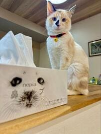 「ああああ眼福」全ての行動が可愛すぎる保護猫に思わず悶絶