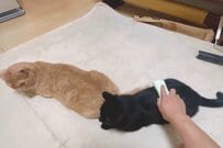 【ブラッシングしてほしい…】2匹並んでブラッシングされる猫　うっとりした表情が話題に
