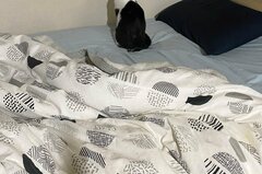 壁と向き合う猫さん　哀愁漂う後ろ姿に反響「話し相手が…」