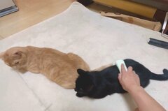 【ブラッシングしてほしい…】2匹並んでブラッシングされる猫　うっとりした表情が話題に