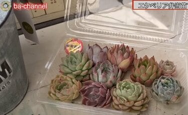 エケベリアの多肉弁当】パックに入った多肉植物をおしゃれな寄せ植えに