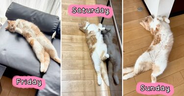 猫の自覚がない猫〉の1週間に密着した結果→日々野性を忘れた姿に笑っ