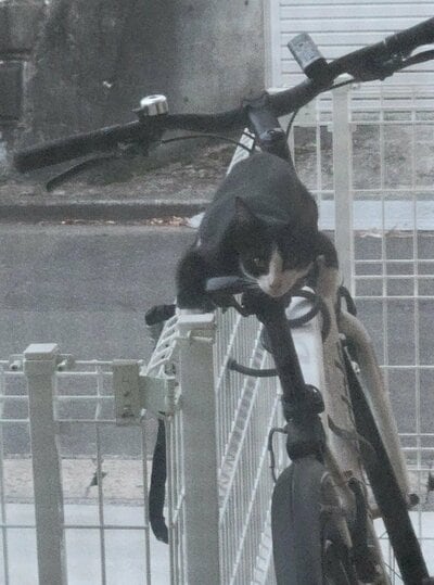 夫の自転車に乗っていた野良猫