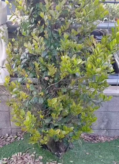 投稿の画像