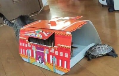 小雪ちゃんが突然箱の中にダイブ！驚く軍曹くん