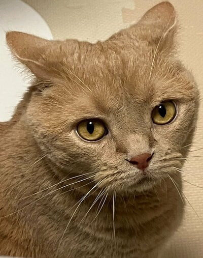 琥珀色のまん丸な瞳が美しいつなくん