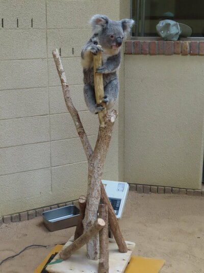 神戸市立王子動物園