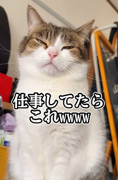 猫ちゃん『3月⑤苺×シマエナガ』 | おいもや スイーツ TIME, 3周年を記念