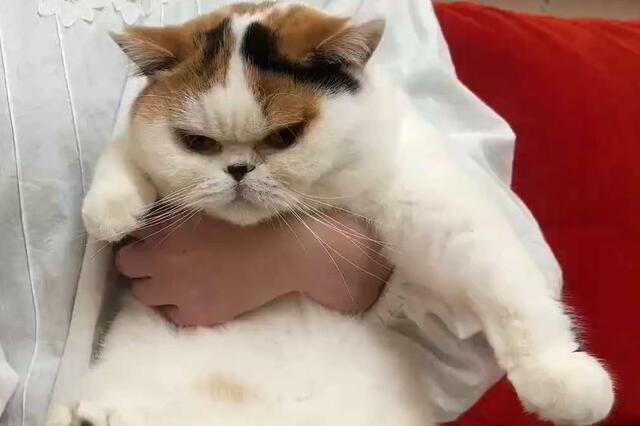 「ンパアァア！」肉球にクリームを塗る猫さんの映像が話題