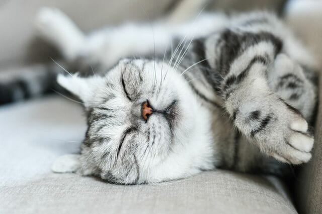 愛猫＆愛犬と暮らす方に！座面も「まるごと全部洗える」ソファが登場。いつでも清潔な状態をキープできます