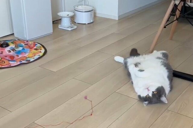 【天才猫爆誕】おもちゃの仕様を完全に理解している…　頭を使った「まさかの行動」が大きな話題に