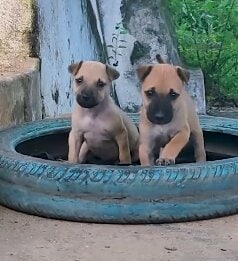 生後4週間で捨てられた子犬→深刻な状態から回復　2匹の感動の展開に「嬉しい」「美しいエンディング」