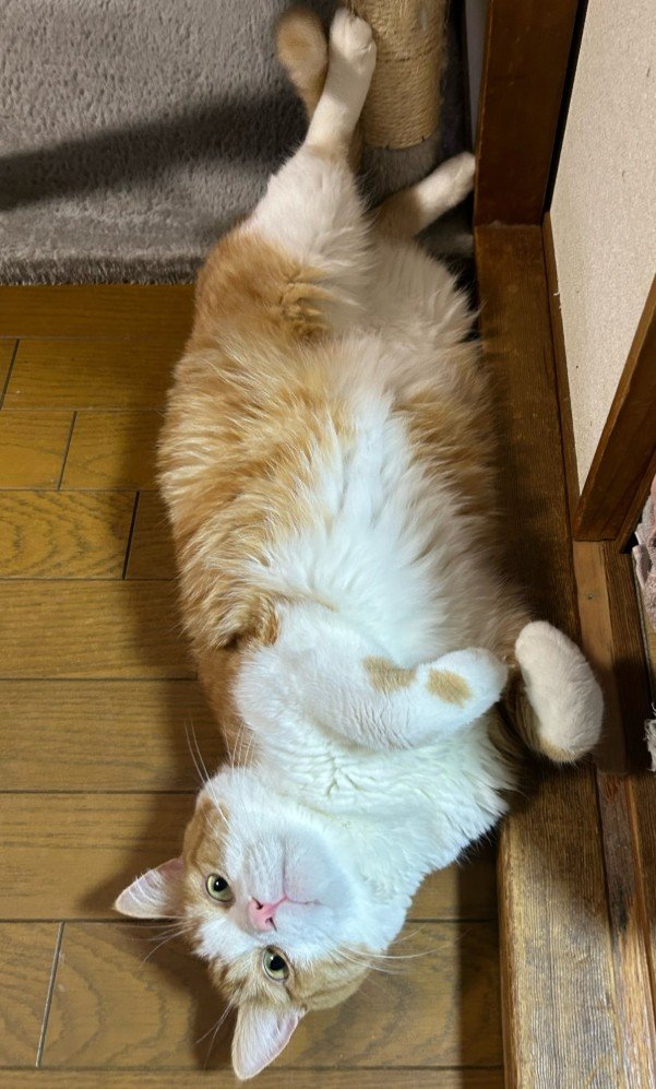「痩せて見えない？」一見スリムな猫の隠しきれないぽっちゃり感に笑ってしまう
