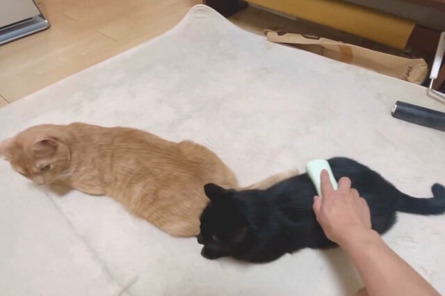 【ブラッシングしてほしい…】2匹並んでブラッシングされる猫　うっとりした表情が話題に