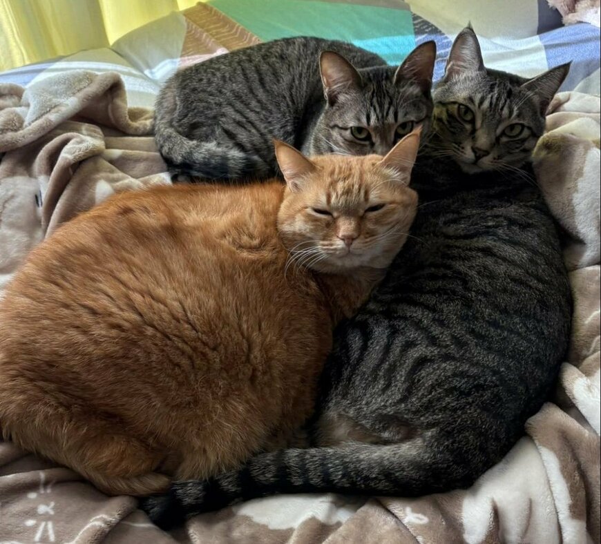 出所：@kagisuzu0531