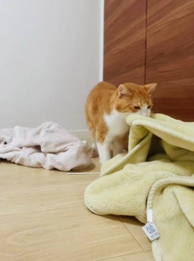 「やめられにゃい、とまらにゃい…」毛布を愛しすぎた猫の限界を迎えた瞬間が可愛すぎる！