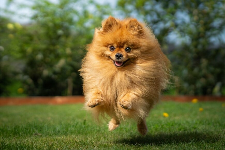 Lucian Pavel/shutterstock.com