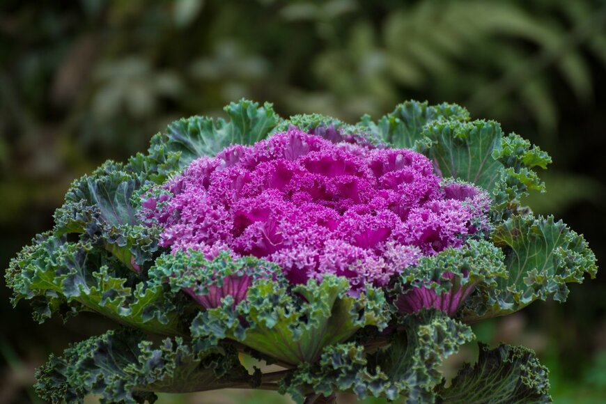 Kumud888Photos/Shutterstock.com