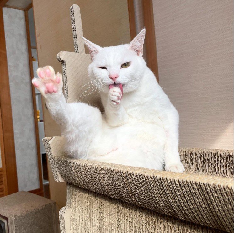 「不思議な力で後ろへ飛んでる」猫ちゃんに衝撃！「大きい白海老」のような姿に2800いいね