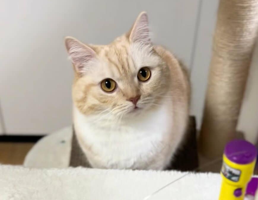 「なぜ何も思わないのw」“シカトが上手い猫”に爆笑の嵐！意外な結末がSNSで反響