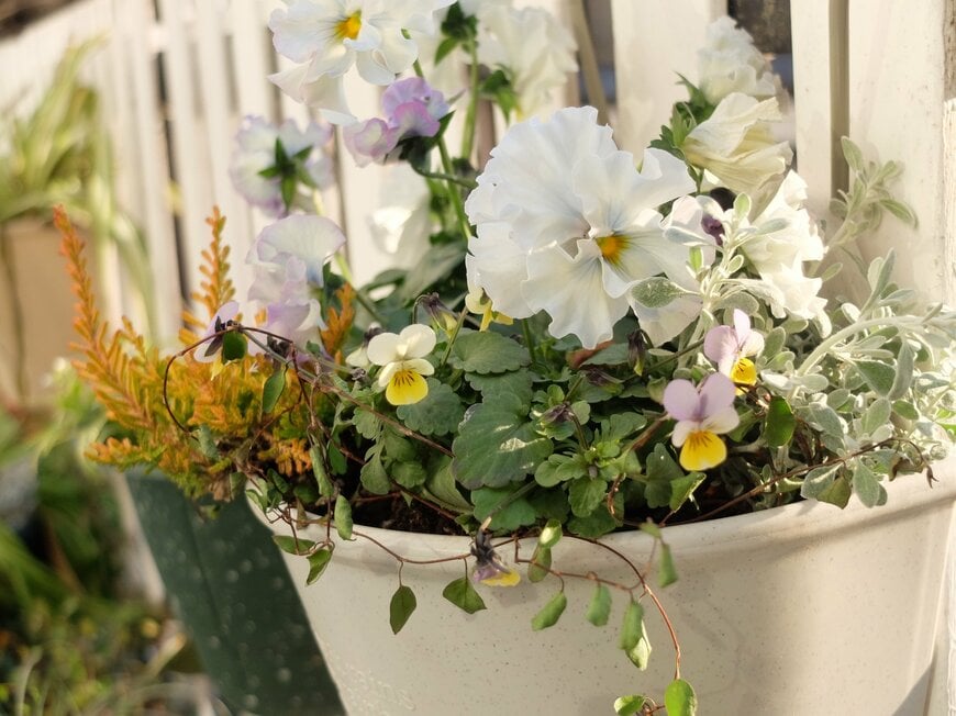 筆者撮影／ダイソー、環境にやさしい植木鉢7号