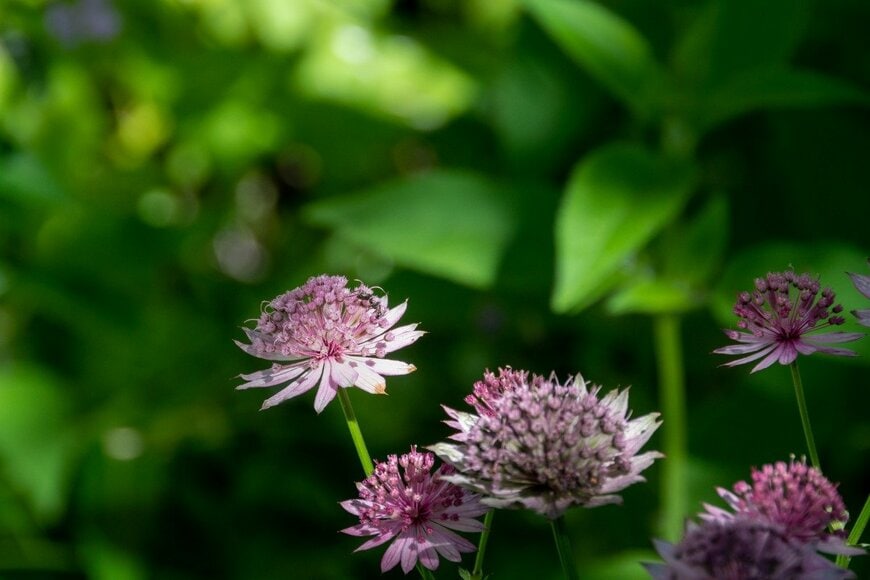 kinpouge05/shutterstock.com