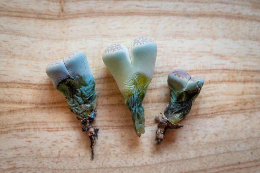 Boyloso/Shutterstock.com