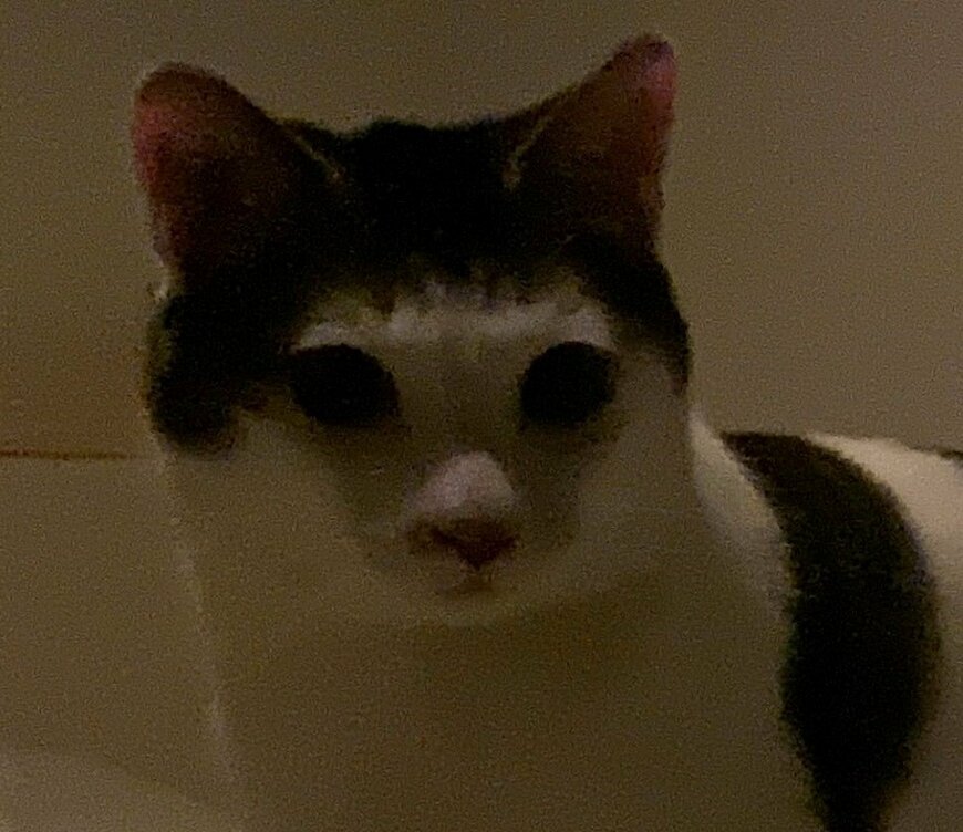 出所：@Saeroyi_cat