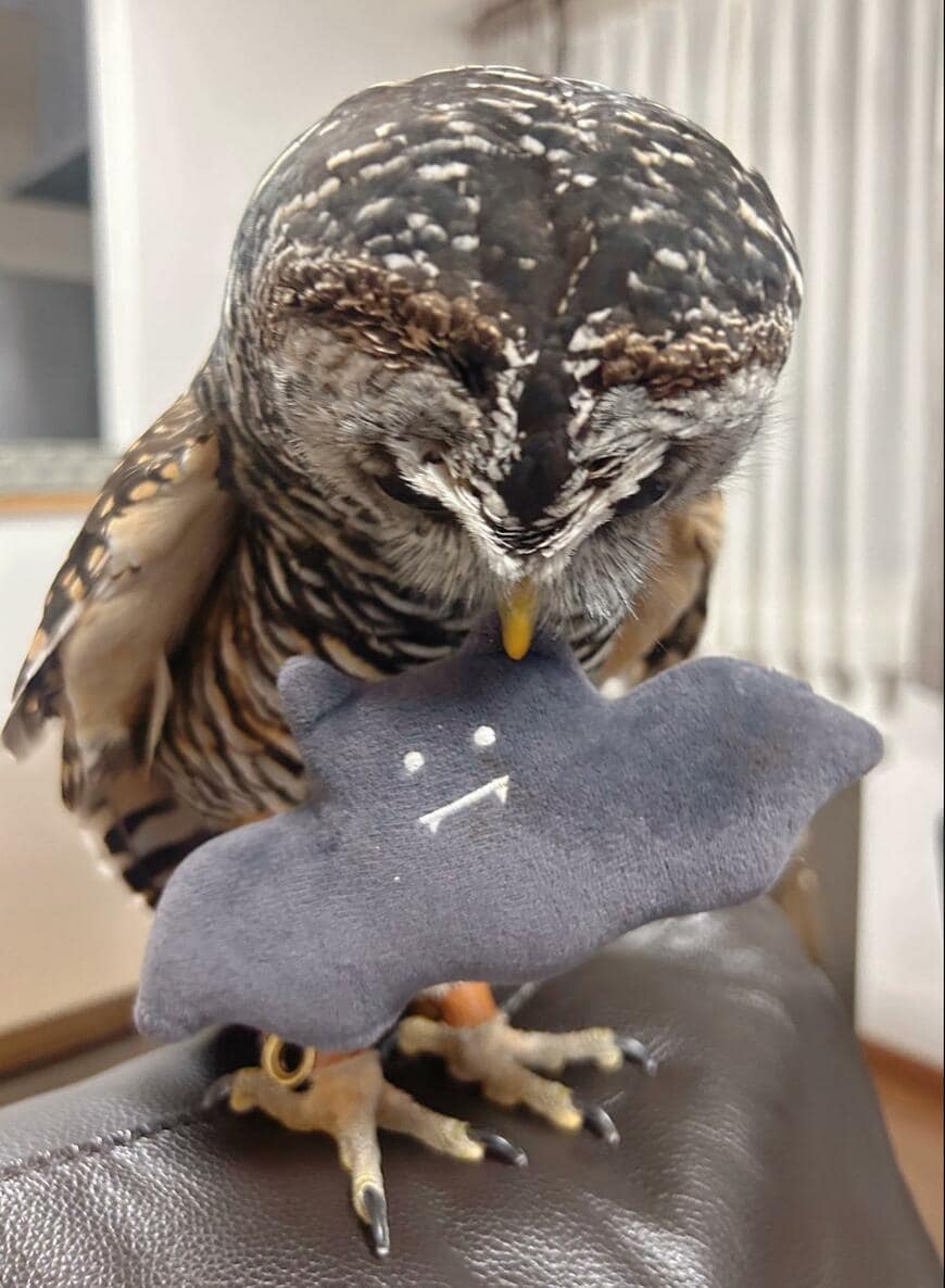 出所：@kanata_akas