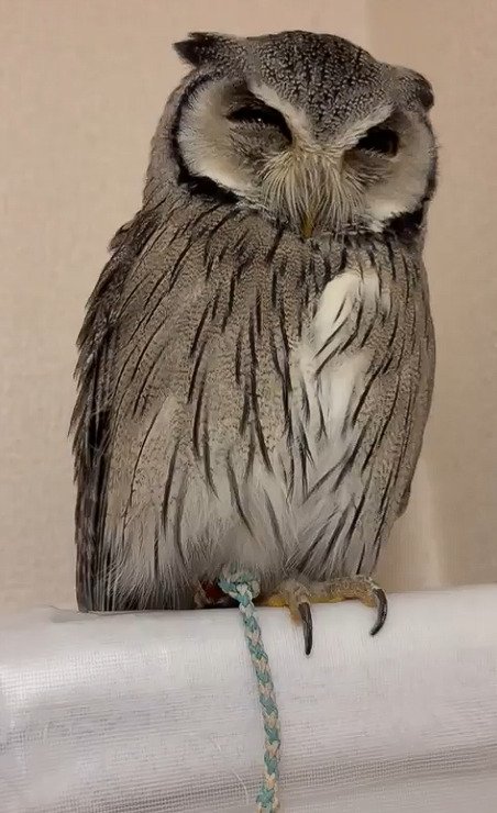 出所：@purinon2929k