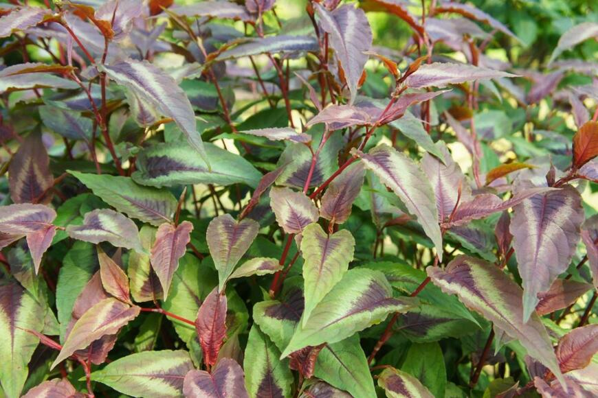 Mizy/shutterstock.com