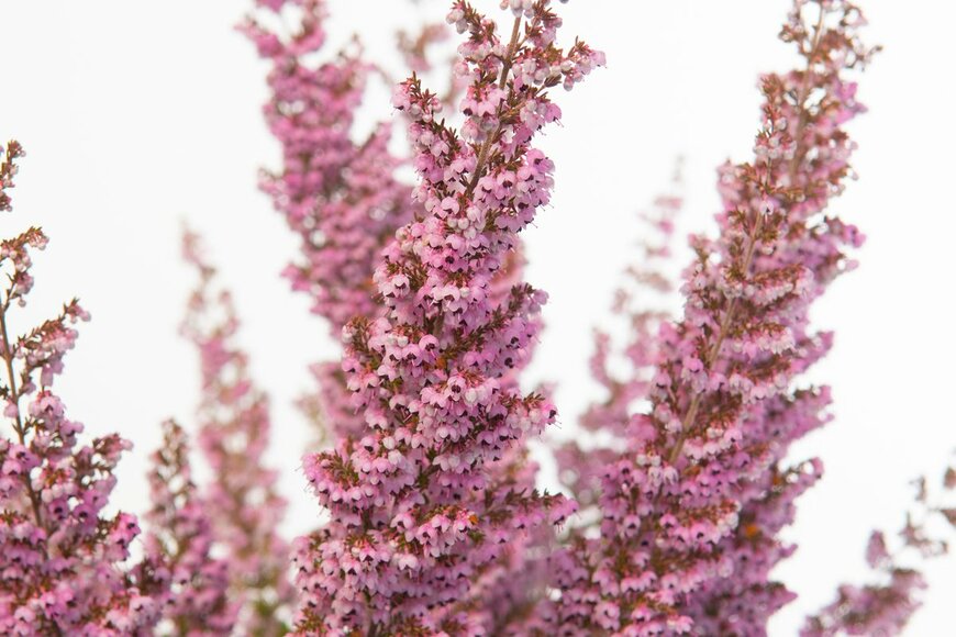 InfoFlowersPlants/Shutterstock.com