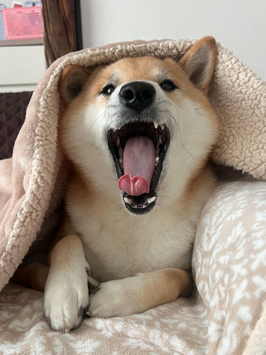 出所：@fufufufufu_ta