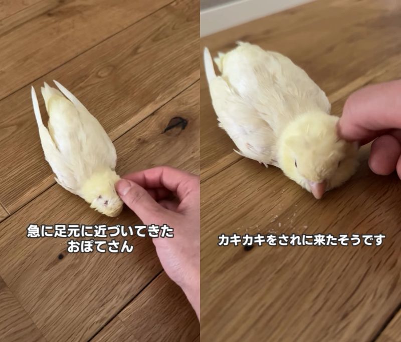 出所：@daiinkoteikoku_soraoto