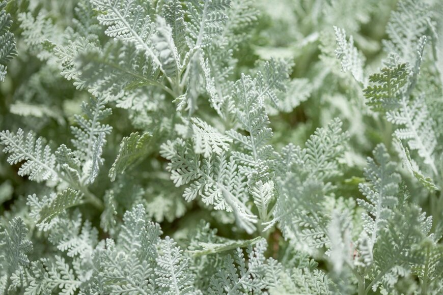 Tamara Kulikova/shutterstock.com