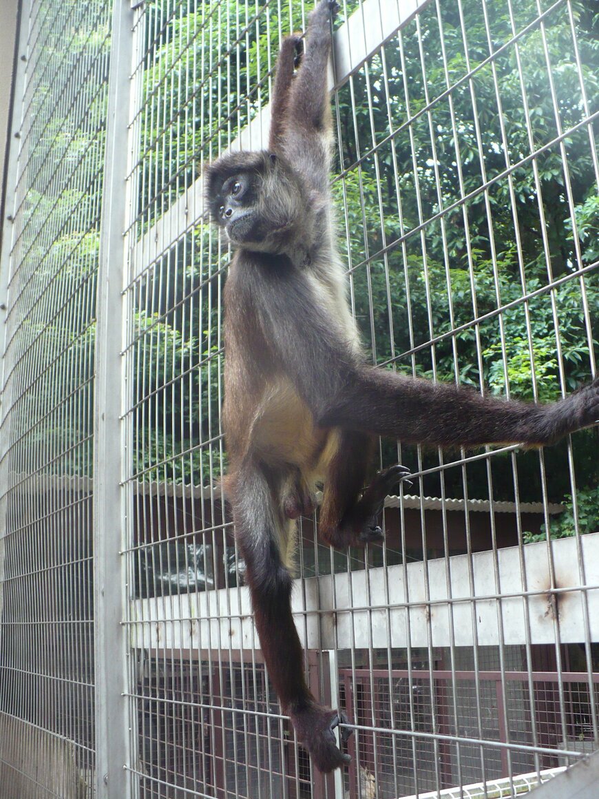 出所：池田動物園