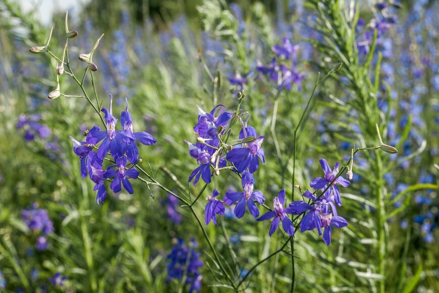 Nick Pecker/Shutterstock.com