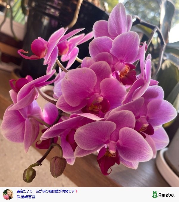 出所：假屋崎省吾のAmebaブログ 参照日：2025年7月25日