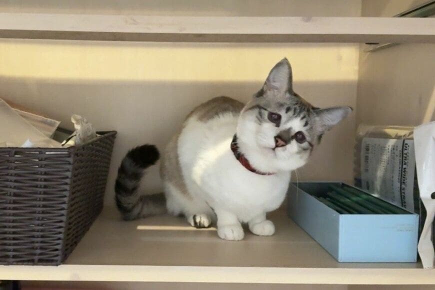 飼い主の「大掃除」を邪魔する猫を寝かしつけ…　あまりにも尊い光景に「天使ですね」