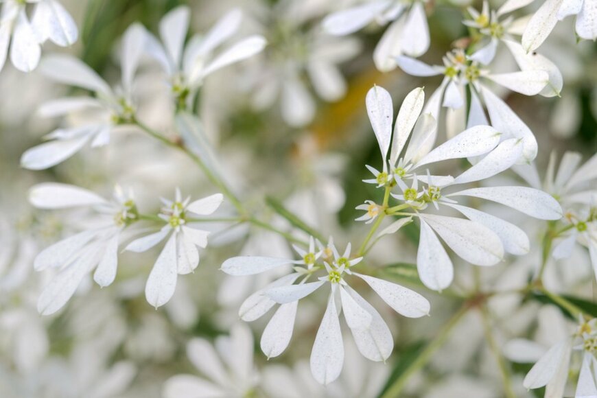 ダイアモンドフロスト　　somyot pattana/shutterstock.com