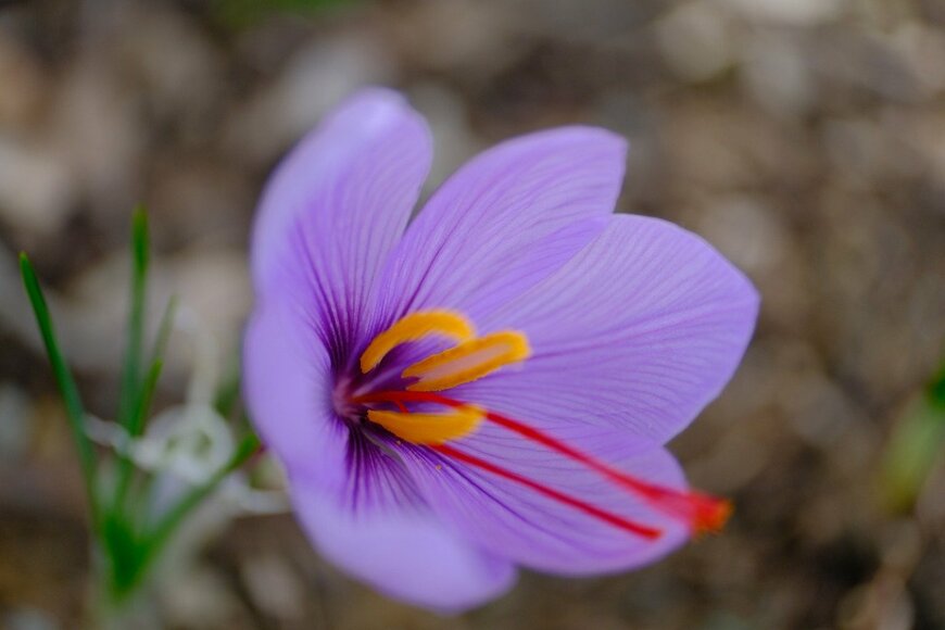 Anwarabee/istockphoto.com