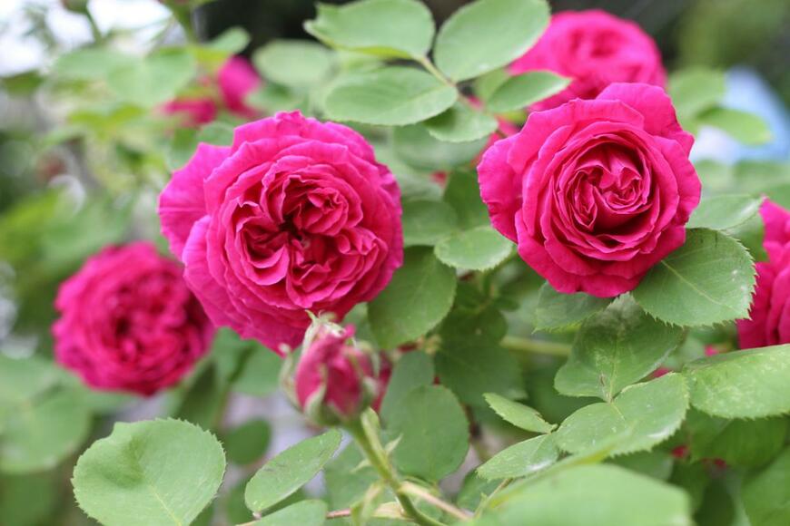 Zurita Calles/shutterstock.com