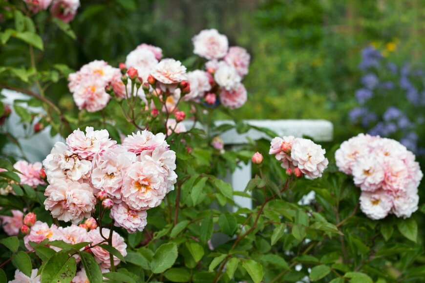 Marina.Martinez/shutterstock.com